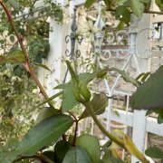 ＊バラの強い生命力に改めて感動した朝