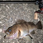 ベイト使いな日々