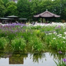 今日は｢城北菖蒲園｣で菖蒲撮り～！