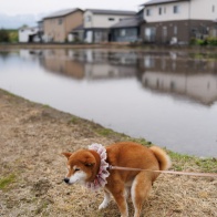 春しばスナップ