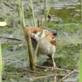 2026年7月18日の野鳥公園