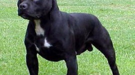 邦人少女、闘犬４頭にかまれて重体…ニュージーランド