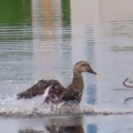 ハスの花＆送電線のカワウ＆水浴びするカルガモ🌷🪿（神の前・神明堀遊水地）