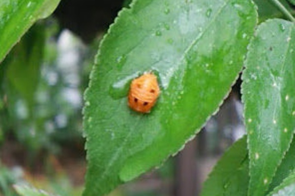 レンチン梅がネットで拡散 電子レンジで梅仕事 レンチン梅