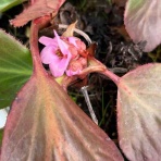 南坊園のブログ