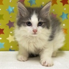 『新しいねこちゃんの紹介です😸』の画像