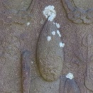 文政十年（1827）銘庚申塔（神奈川県藤沢市下土棚・白山神社）