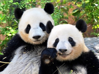 上野動物園の双子パンダ、返還へ　約50年ぶりに日本からパンダが消える