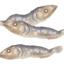 ワイ「白身の魚で1番旨いの真鯛」バカ「サーモン、な？w」