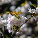 楽のデジカメ散歩