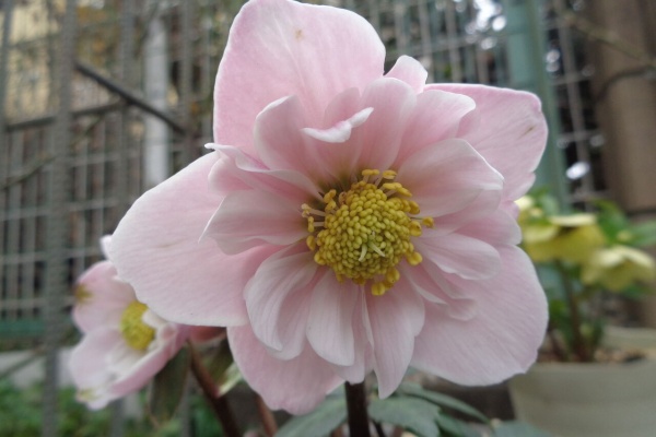 伊藤まゆみの ひつぢ（庭）日記 - クリスマスローズ