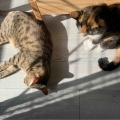 猫ちゃんて、陽の当たる場所を見つけるのが得意ですね