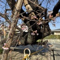 えっ・・・桜、もう咲き始めてる。青年の家のところ。
