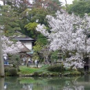 今年の桜③兼六園