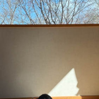 馬とニャンコと男と女