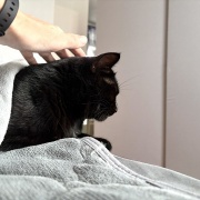 【猫写真】布団の横から顔を出すアヤちゃん