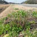 タネツケバナ（Cardamine occulta Hornem.）