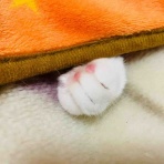 おてんば茶々姫