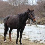 『換毛期』の画像