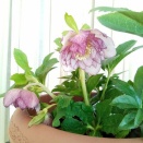 ぽかぽか陽気に誘われて