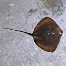 本日の釣果は、３匹３魚種…？