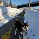 【米沢の朝は－10℃！】キンキンに冷えた朝と、MINIたちのメンテナンス。