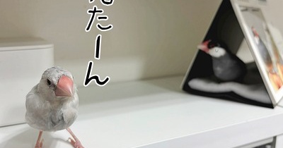 入れ替わりでボロボロになるジルたん