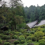 『シュウカイドウ群生　ときがわ町椚平』の画像