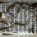 魚集め
