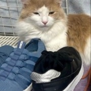 猫が「迷惑だ」と思っているときの表情