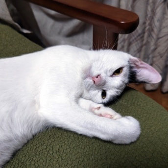 ラブリィのりちゃん