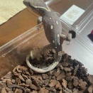 ジャパンレプタイルズショーの話