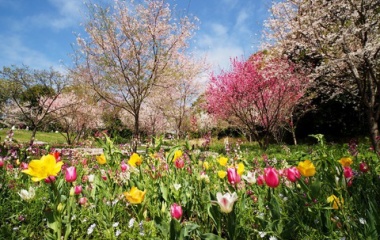 『投稿：LAOWA9mmF2.8 ZERO-D MFTによる横浜里山ガーデン　2021/03/31』の画像