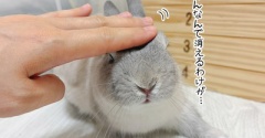 うさぎのルリ(5/31追記)