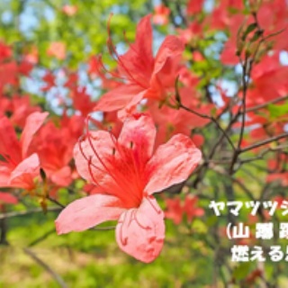 田舎記者の手帳