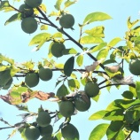 『私の光マイクロバブル入浴研究Ⅲ(104)光マイクロバブル足浴（7）』の画像