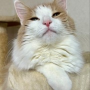 人間には見えないが猫には見えるものがある！？