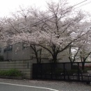 防衛省の桜　2026.04.05