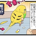 【換羽】短いカチョ、短チョ
