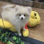 宮城県富谷市　ワンラブ　カインズ仙台富谷店　blog