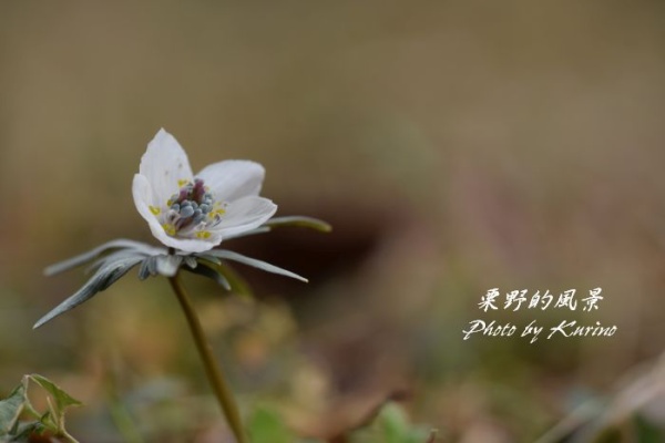 栗野的風景 セツブンソウ