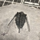 No. 81 Cyphaspis cf. eberhardiei (モロッコデボン紀 Cyphaspisまとめ その1)