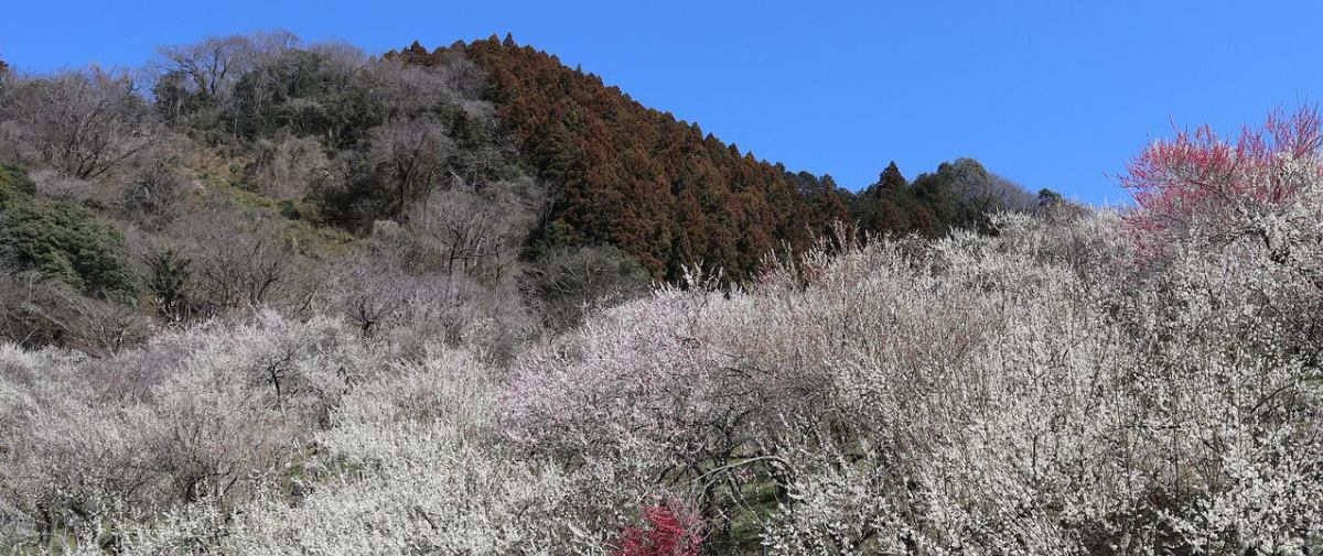 バテバテ山日記 イメージ画像