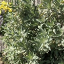 満開のボーダー花壇