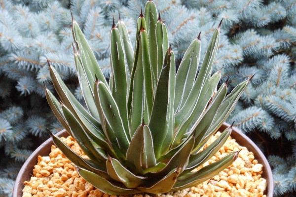 My Favorite Plants】 - ﾋﾞｸﾄﾘｱﾚｼﾞｰﾅ 笹の雪