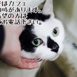 『【里親募集中】事前予約必須の犬猫たち①』の画像