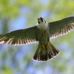 最近割とガチのマジで鳥に憧れてるんだけどどうしたらいい？ 	