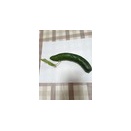 「稀」キュウリの実に葉
