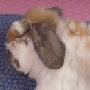 むにゃむにゃもしょもしょ