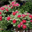 牡丹の咲き揃い